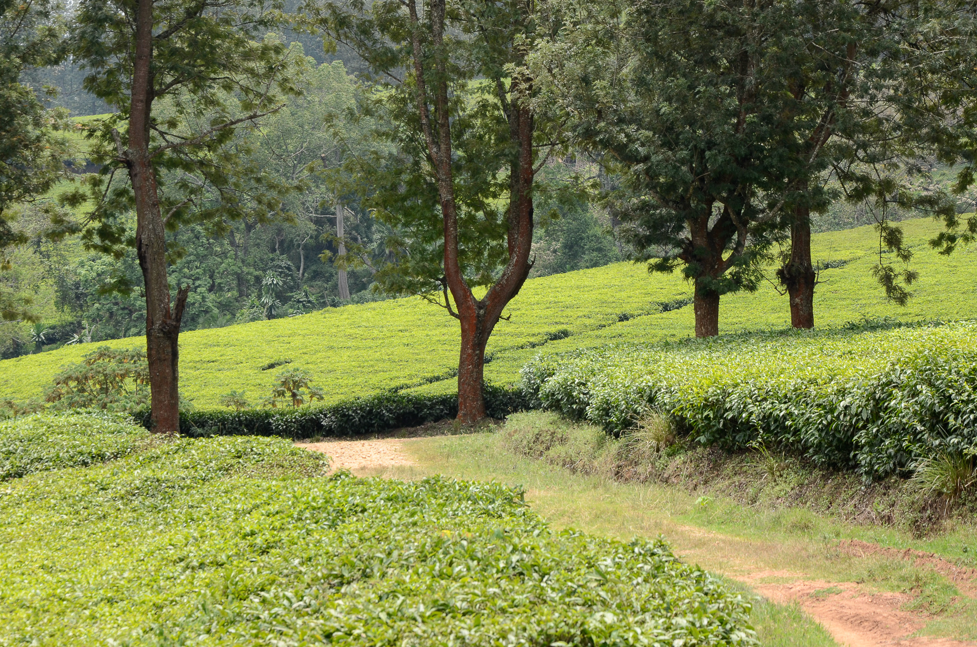 Plantation thé ethiopie