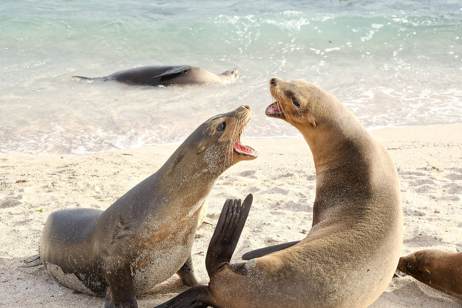 Galapagos  