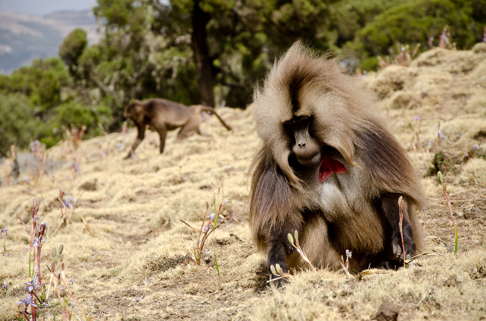 Babouins Gelada