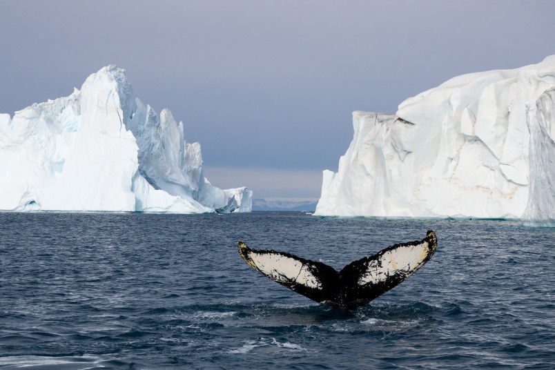 Baleine a bosse groenland