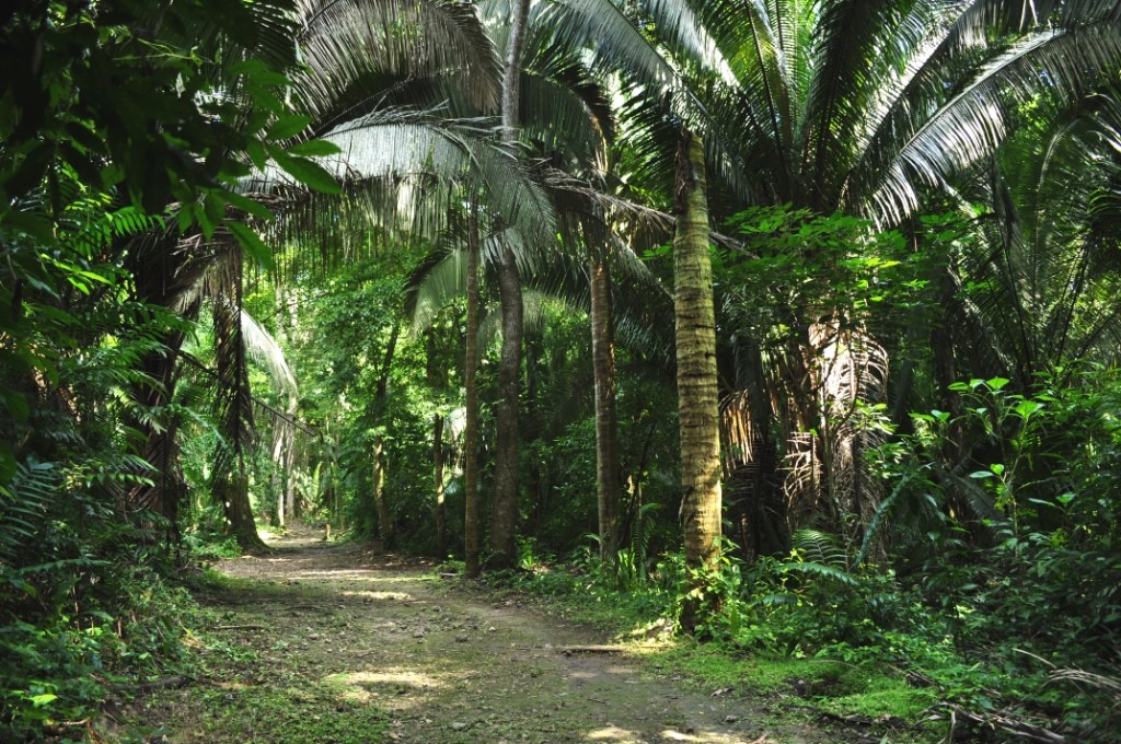 traversée de la forêt