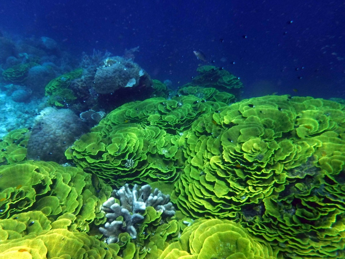 Fond marin raja ampat