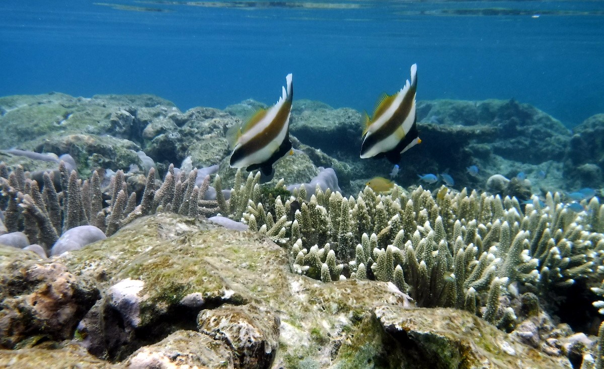 Fond marin raja ampat