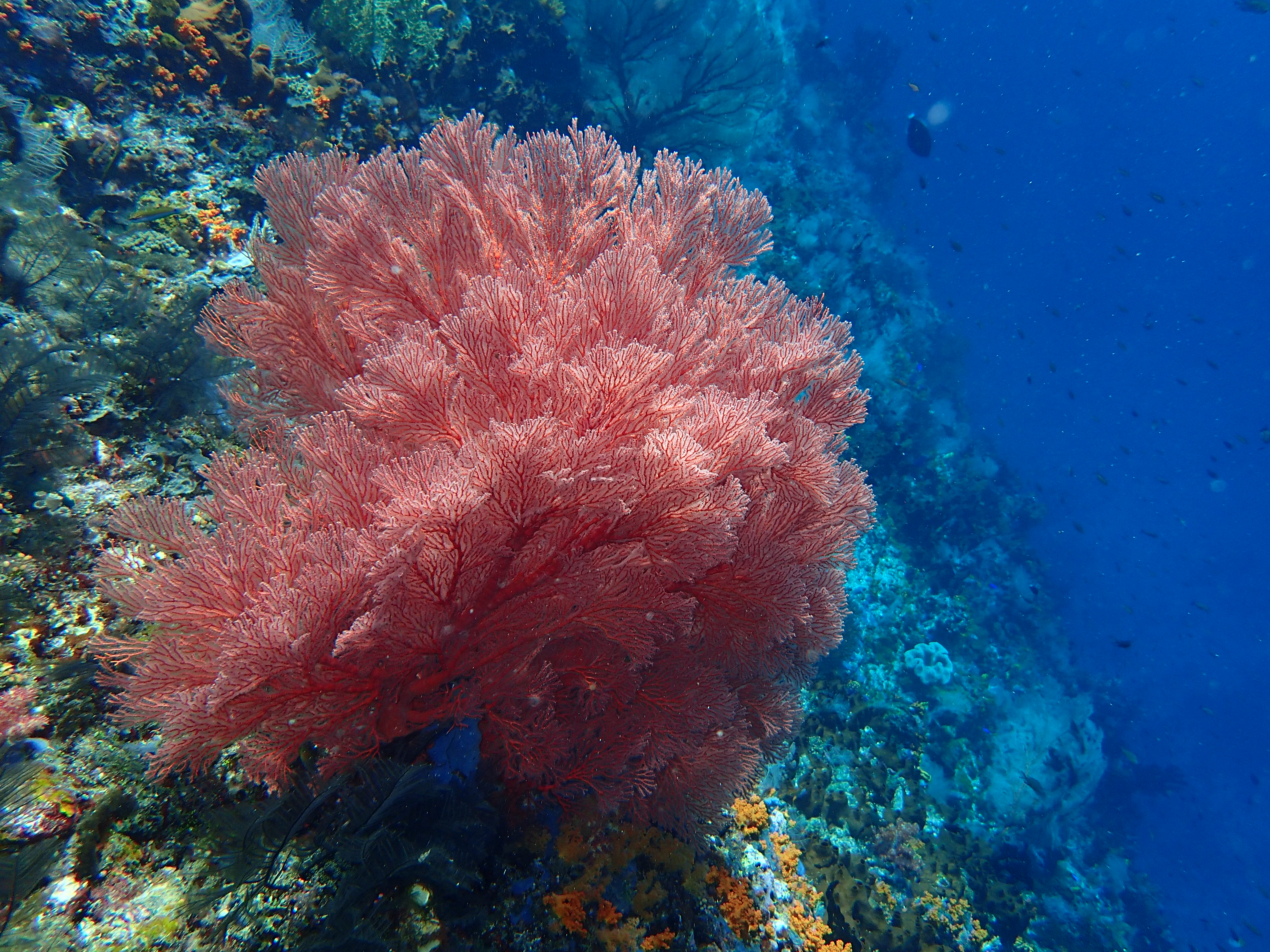 fond marin raja ampat