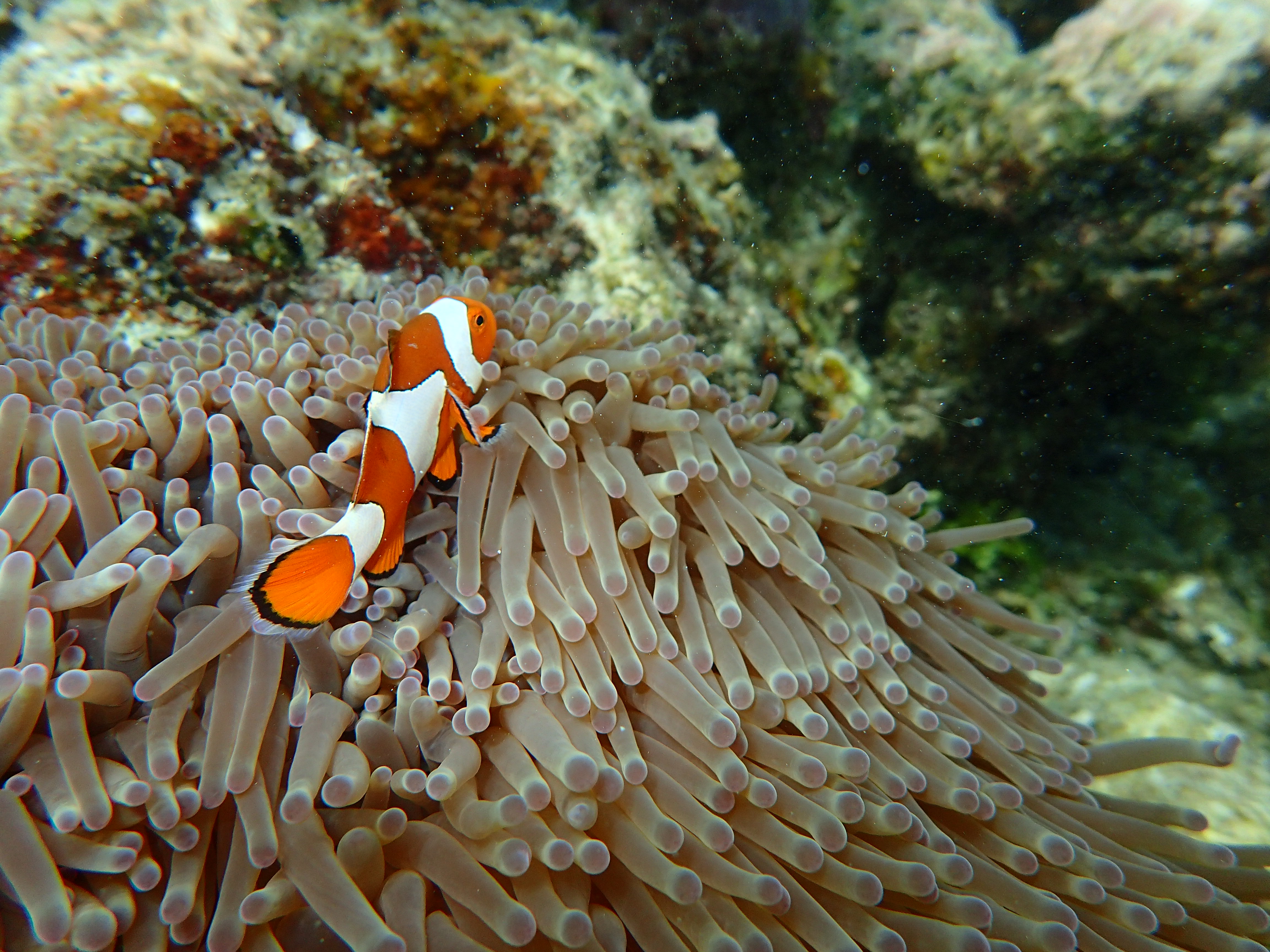 fond marin raja ampat