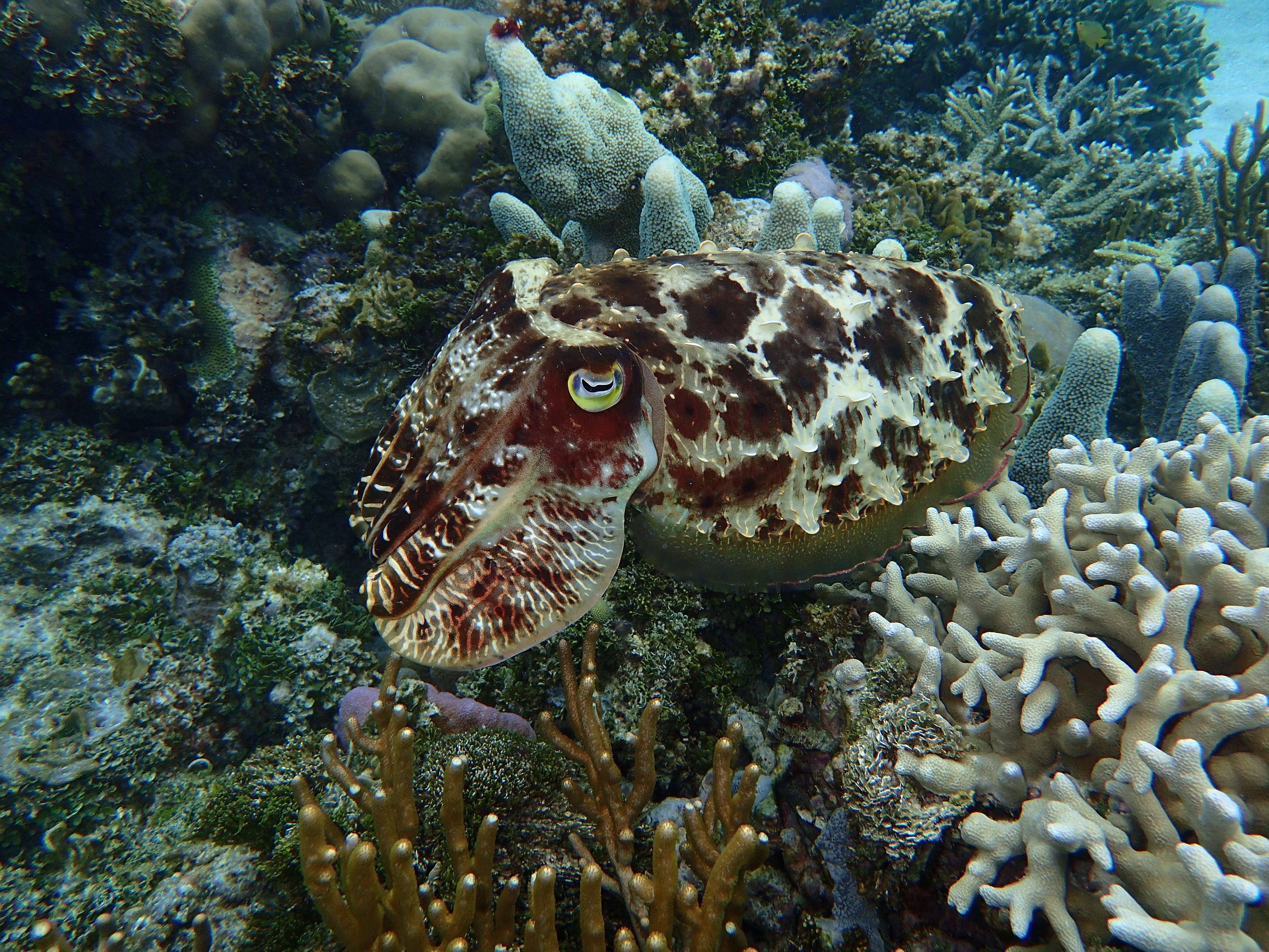 seiche Raja Ampat 