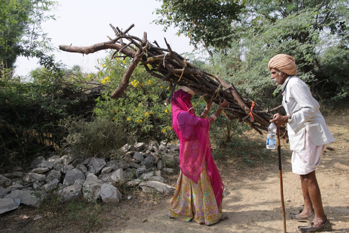 ramassage du bois Rajasthan