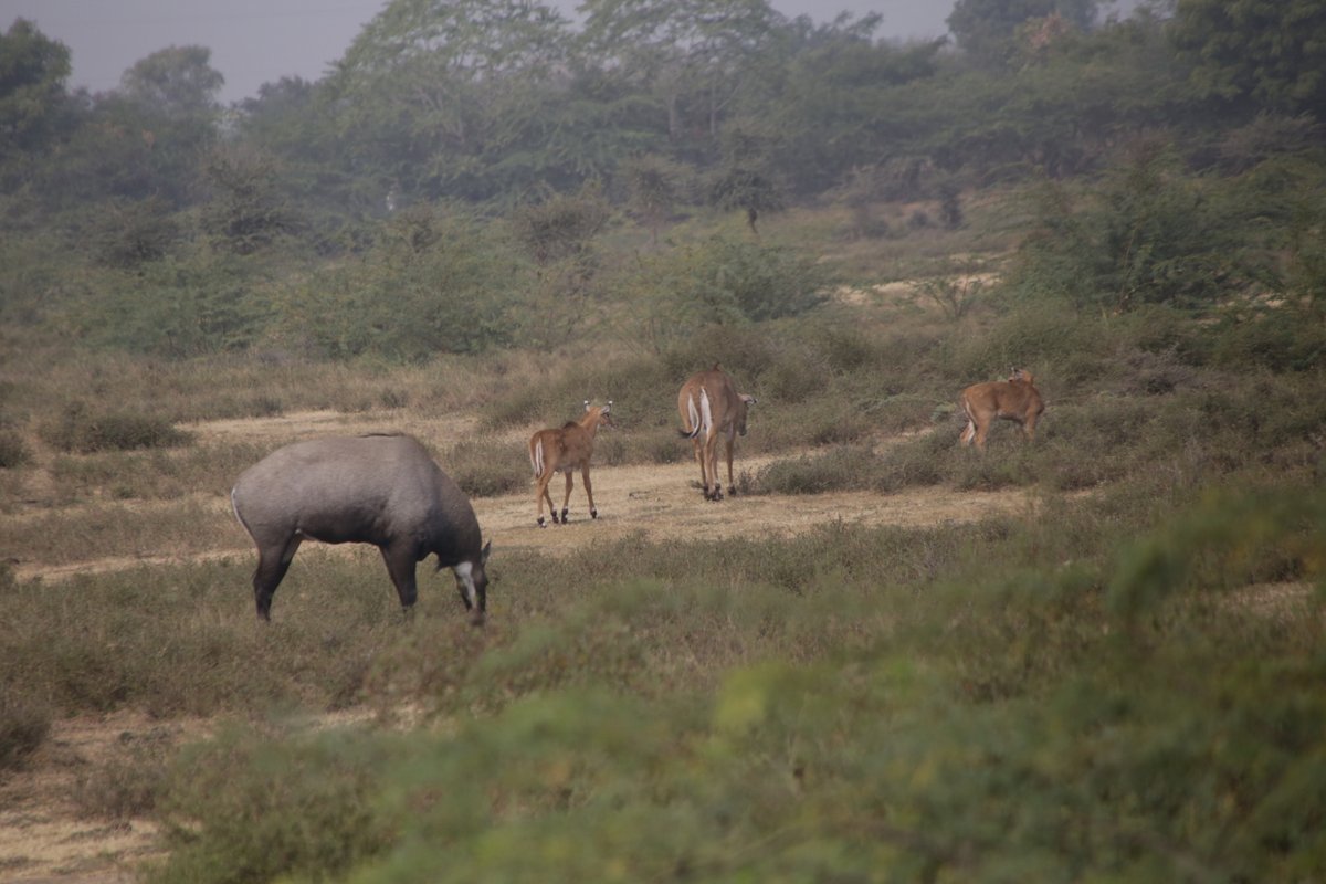 Antilopes et Nilgauts Rajasthan