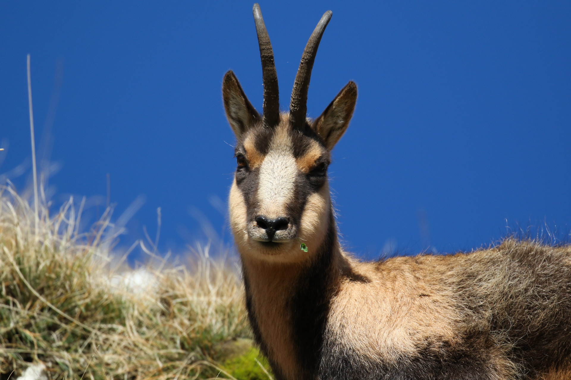 chamois abruzzes