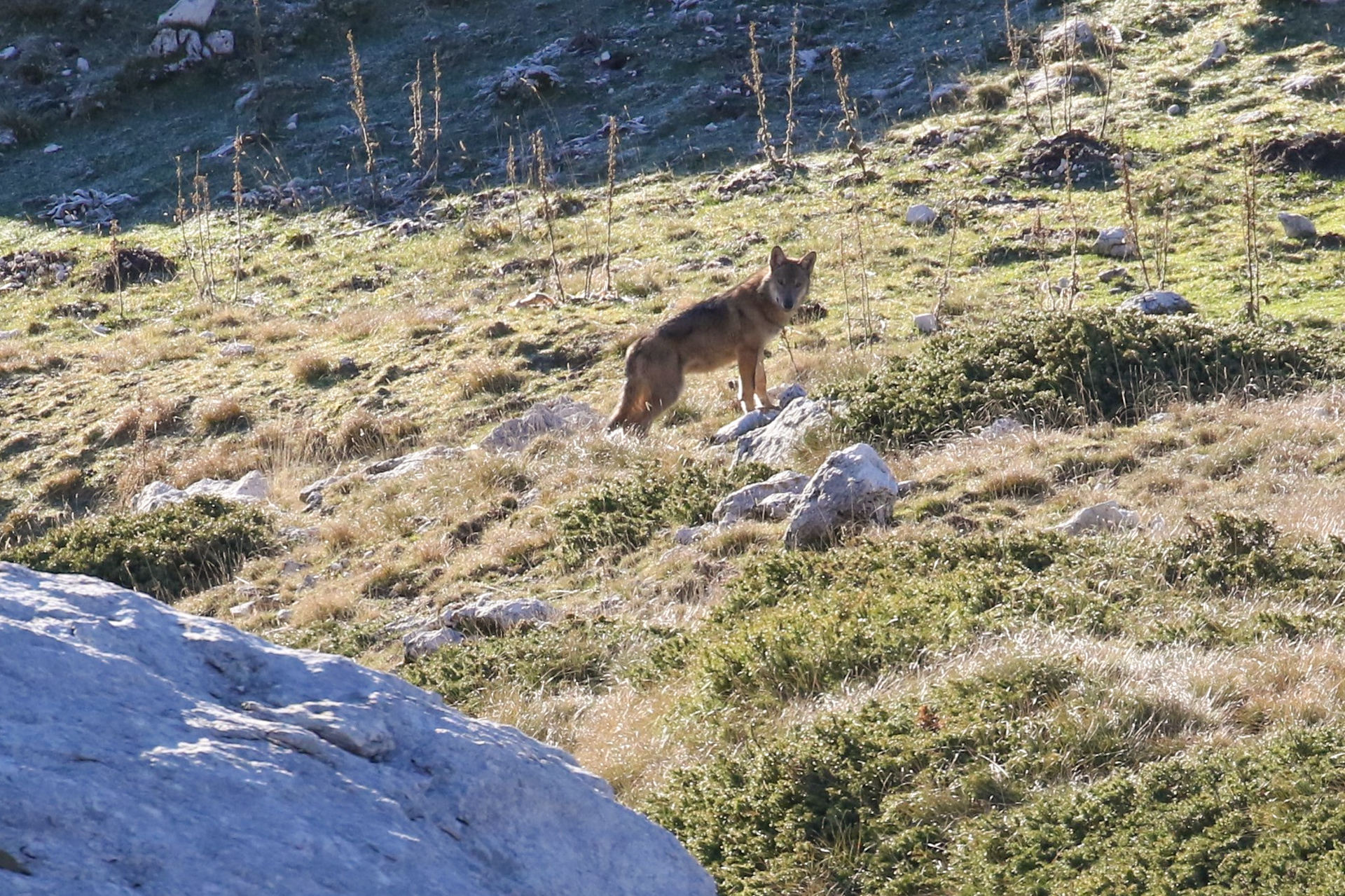 Jeune loup Abruzzes