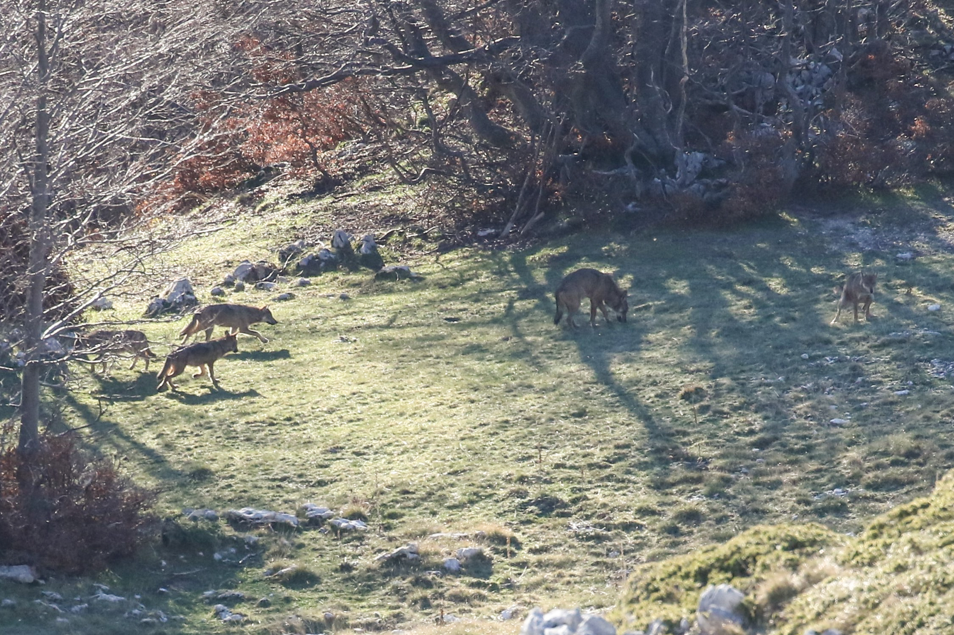 Loups Abruzzes