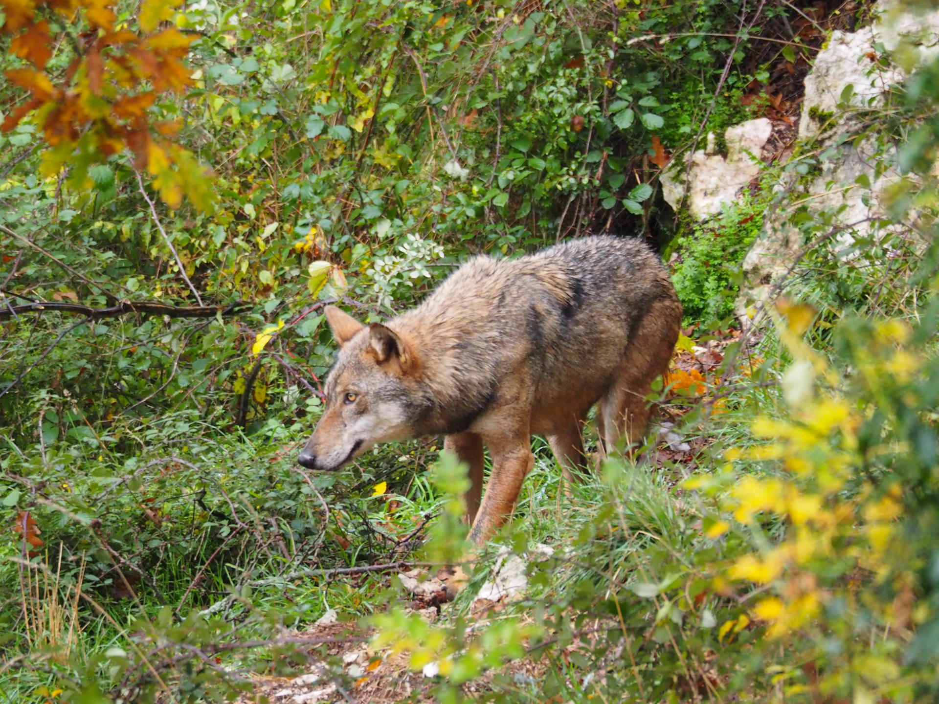 Loup parc Abruzzes