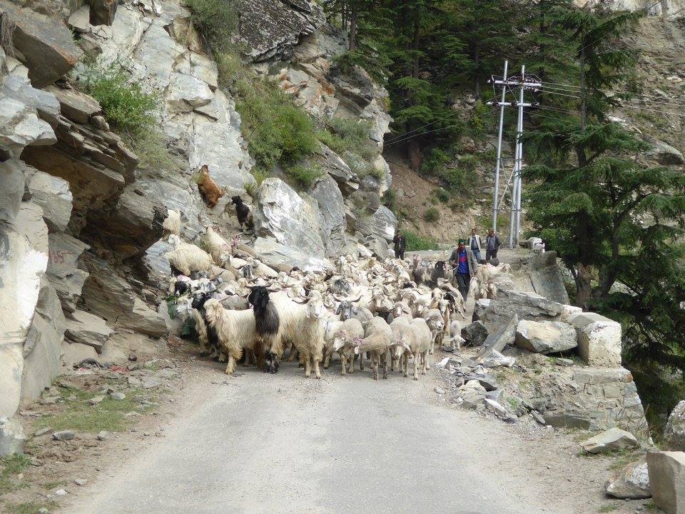 Grand Tour du Spiti et Kinnaur