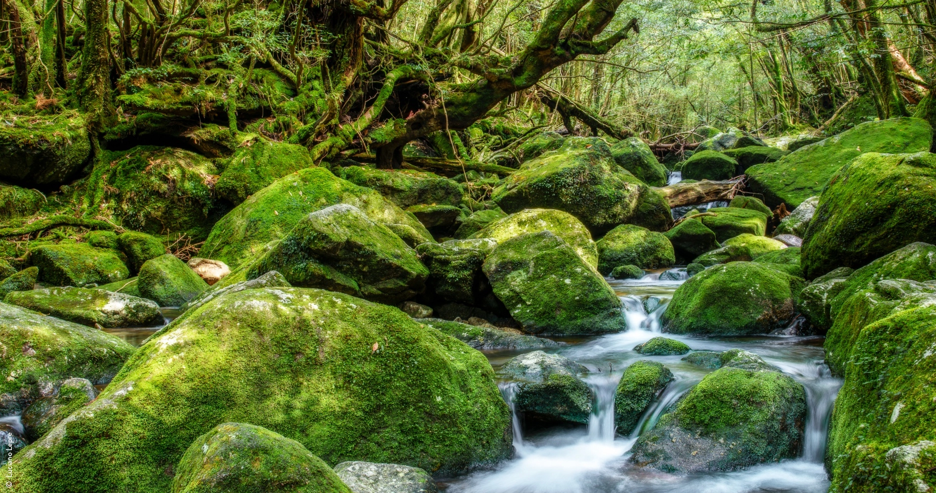 Forêts_moussues_de_Yakushima_Japon