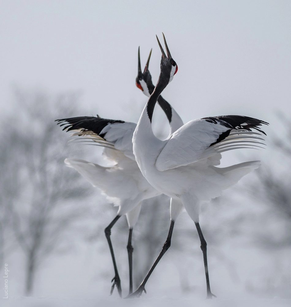 Grues du Japon