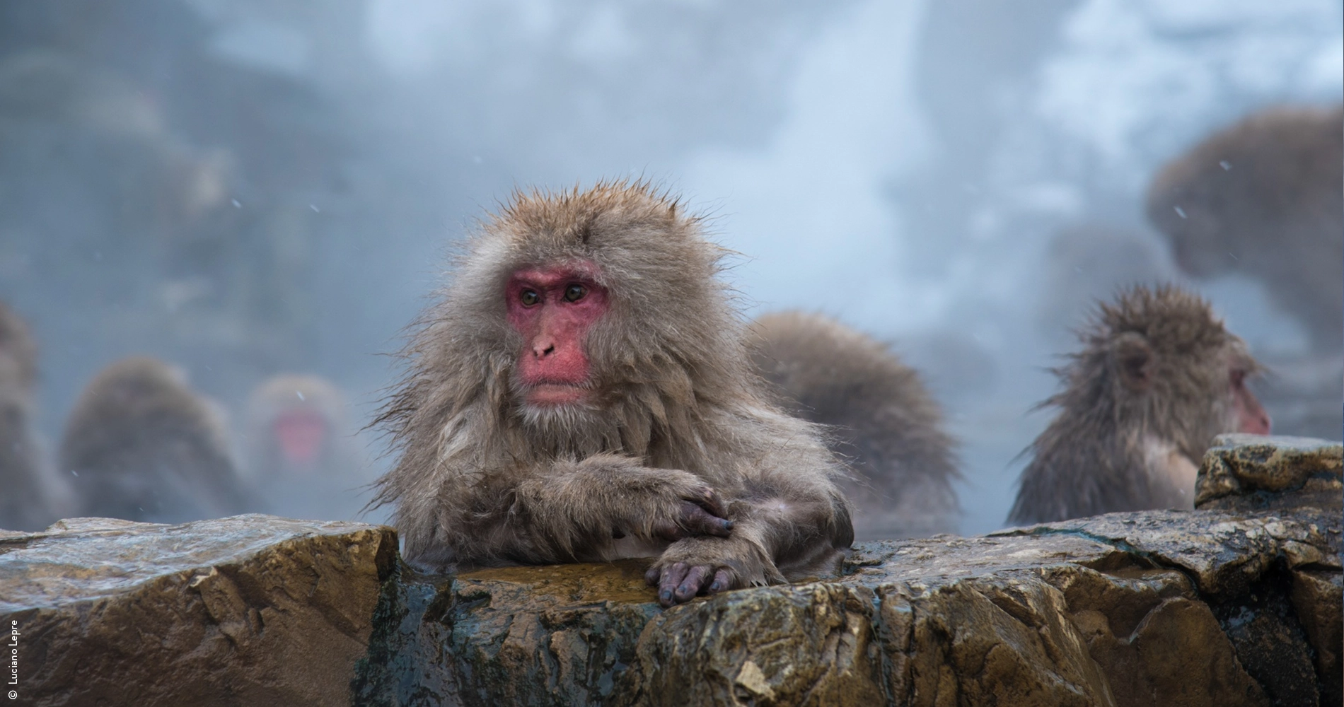 Macaques dans les alpes japonaises