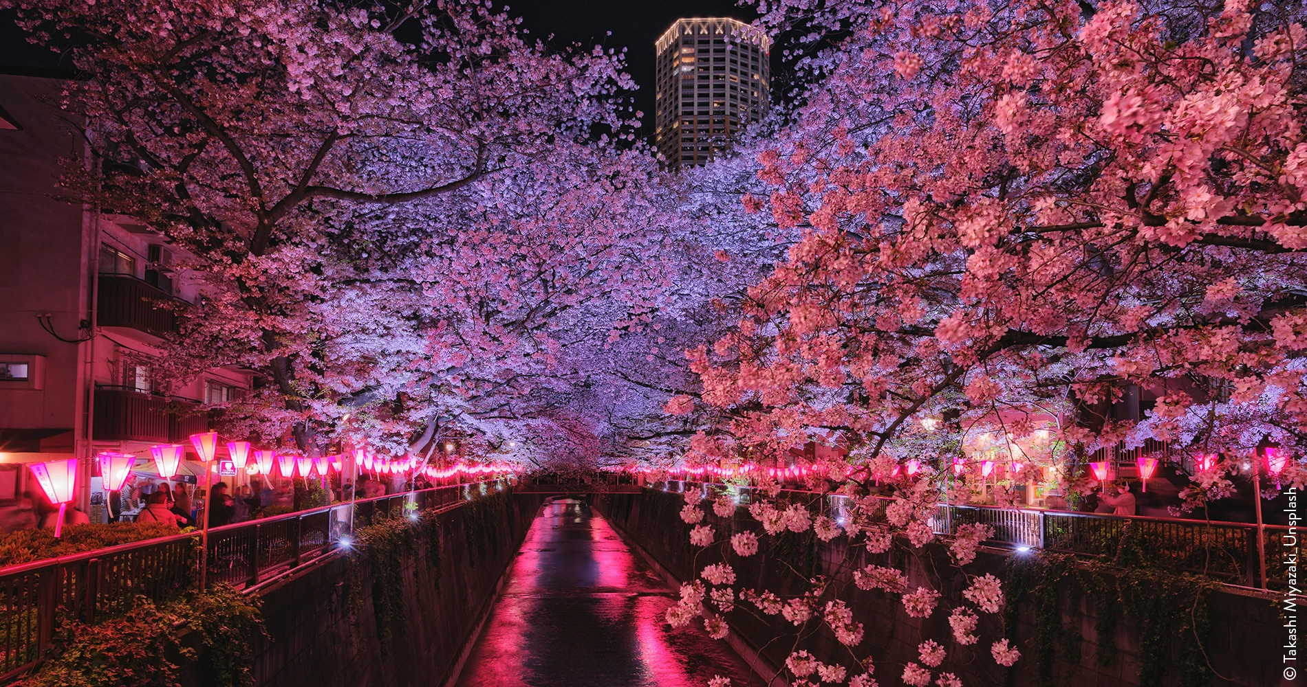 Lumières des cerisiers dans la nuit