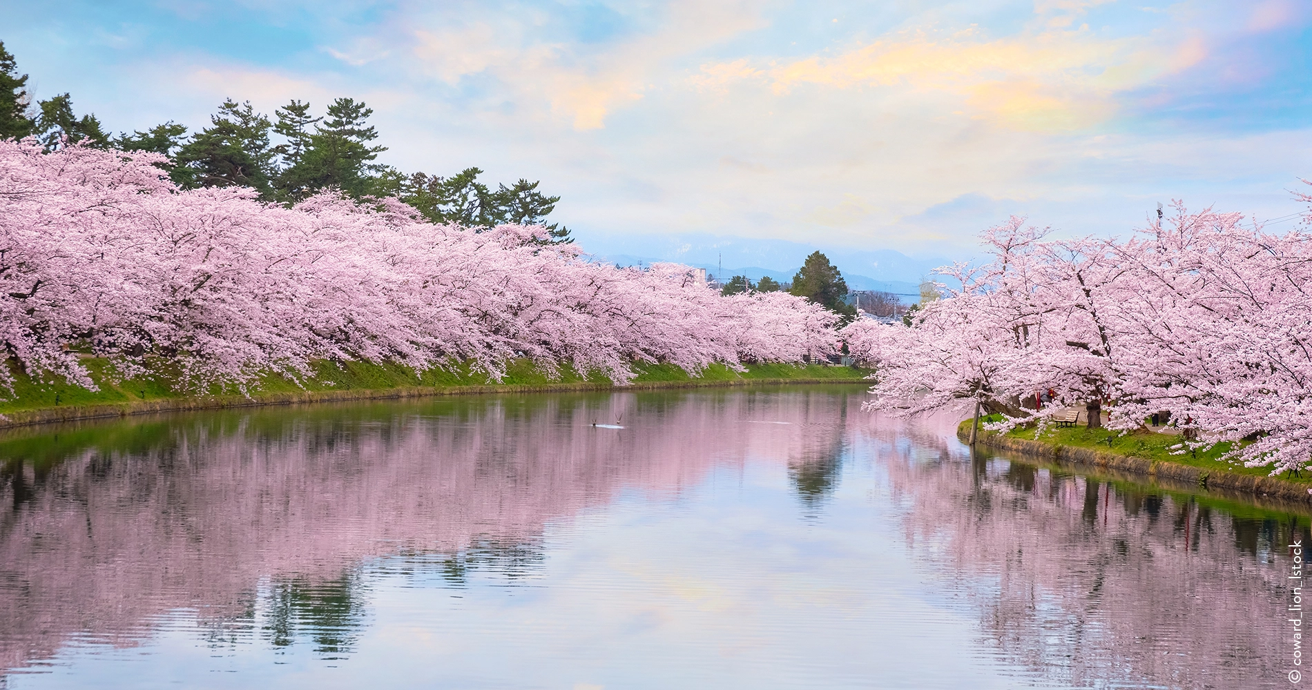 Floraison des cerisiers dans le Parc Hirosaki