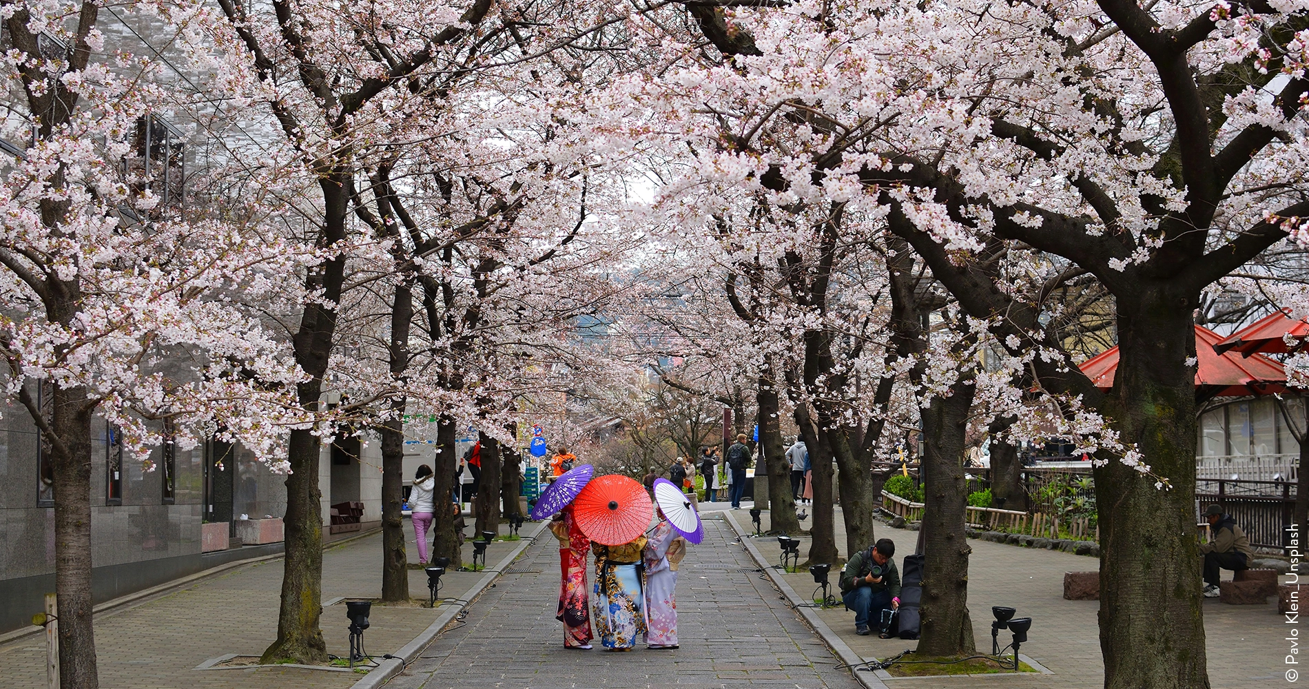 Japonaises sous cerisiers au Japon