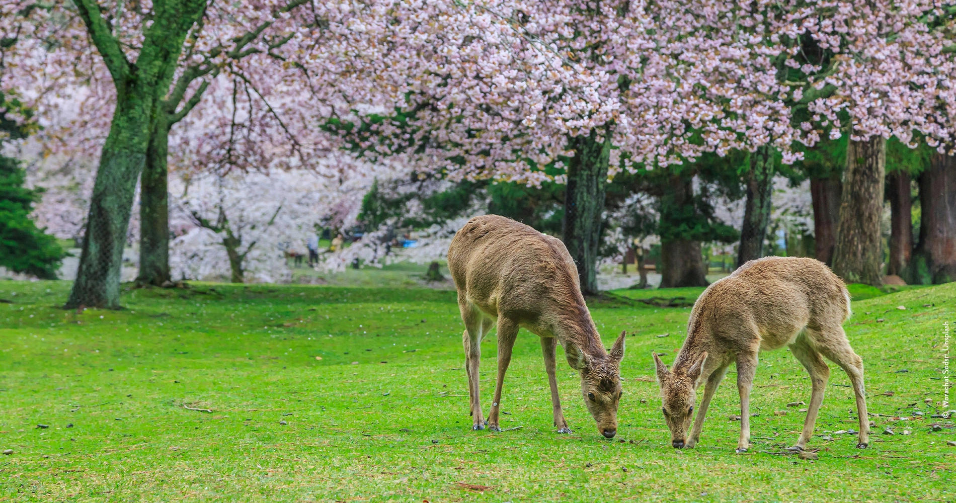 Nara_cerf_cerisiers
