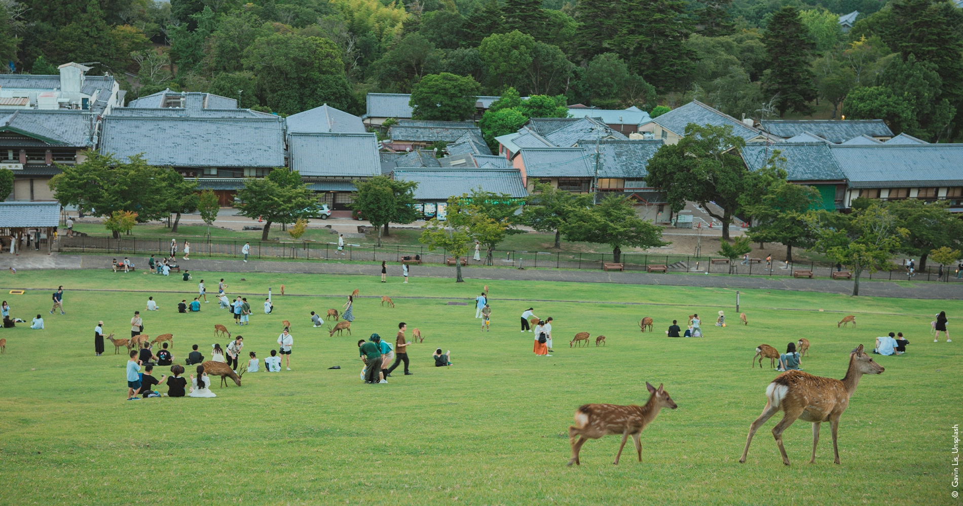 Parc de Nara au Japon