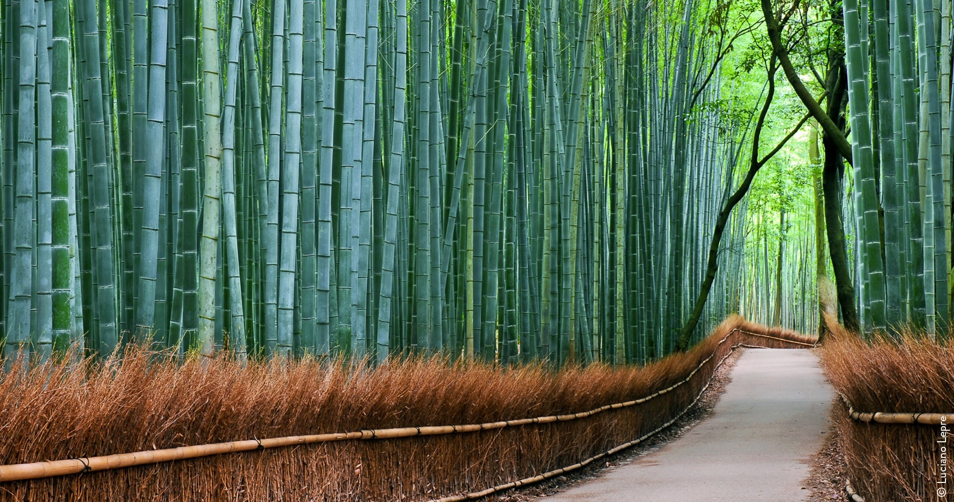Banbouseraie_Arashiyama