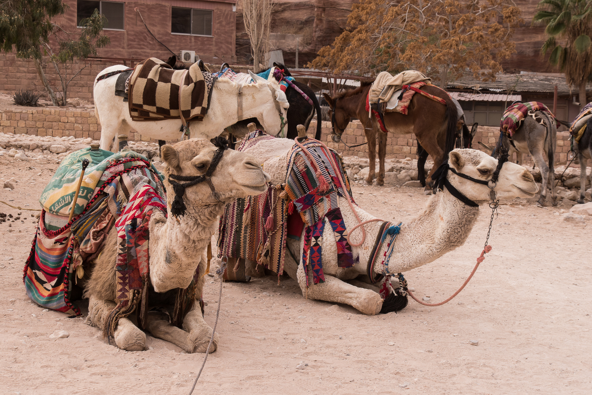 dromadaires Jordanie