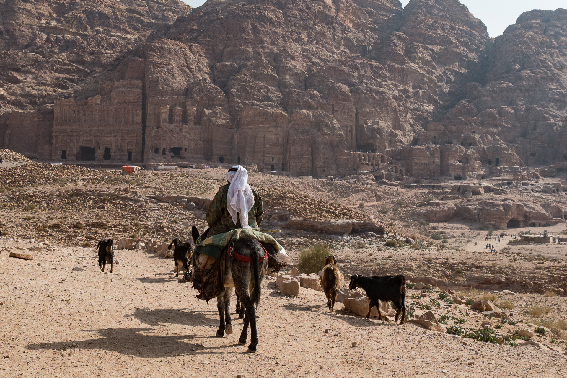 Bédoin qui garde ses chèvres - Une semaine en Jordanie