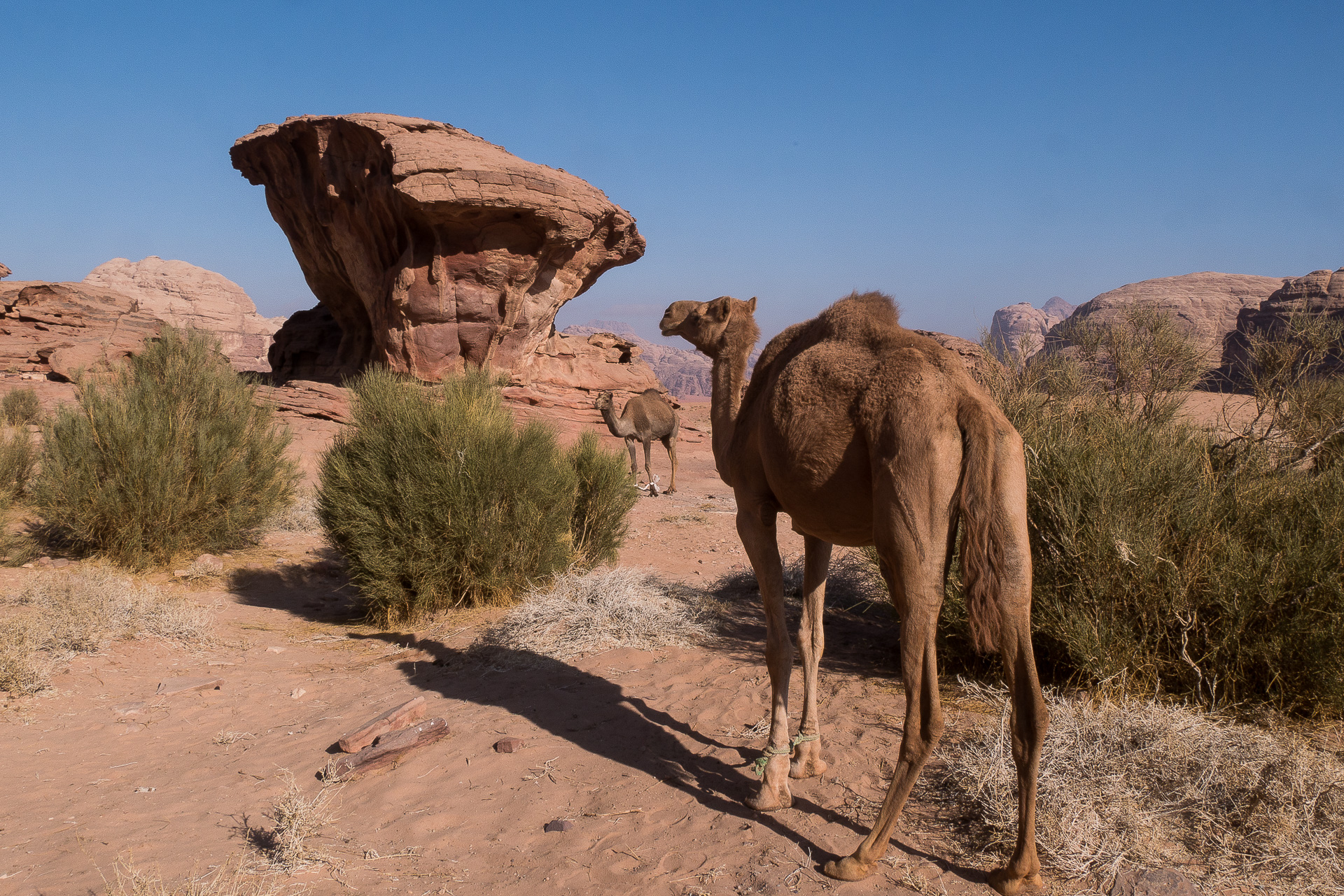 wadi rum dromadaires