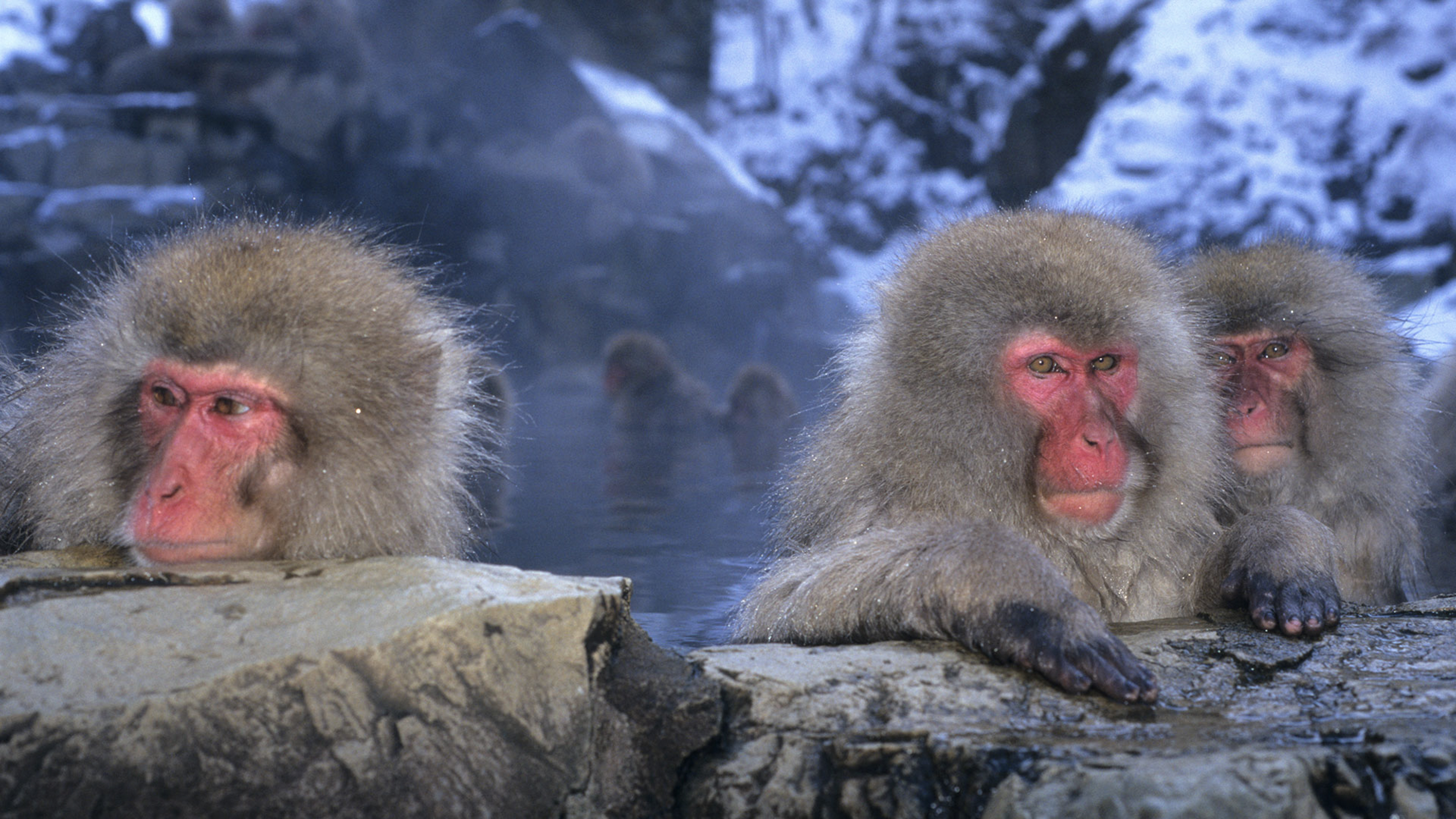 Macaque sources chaude Japon