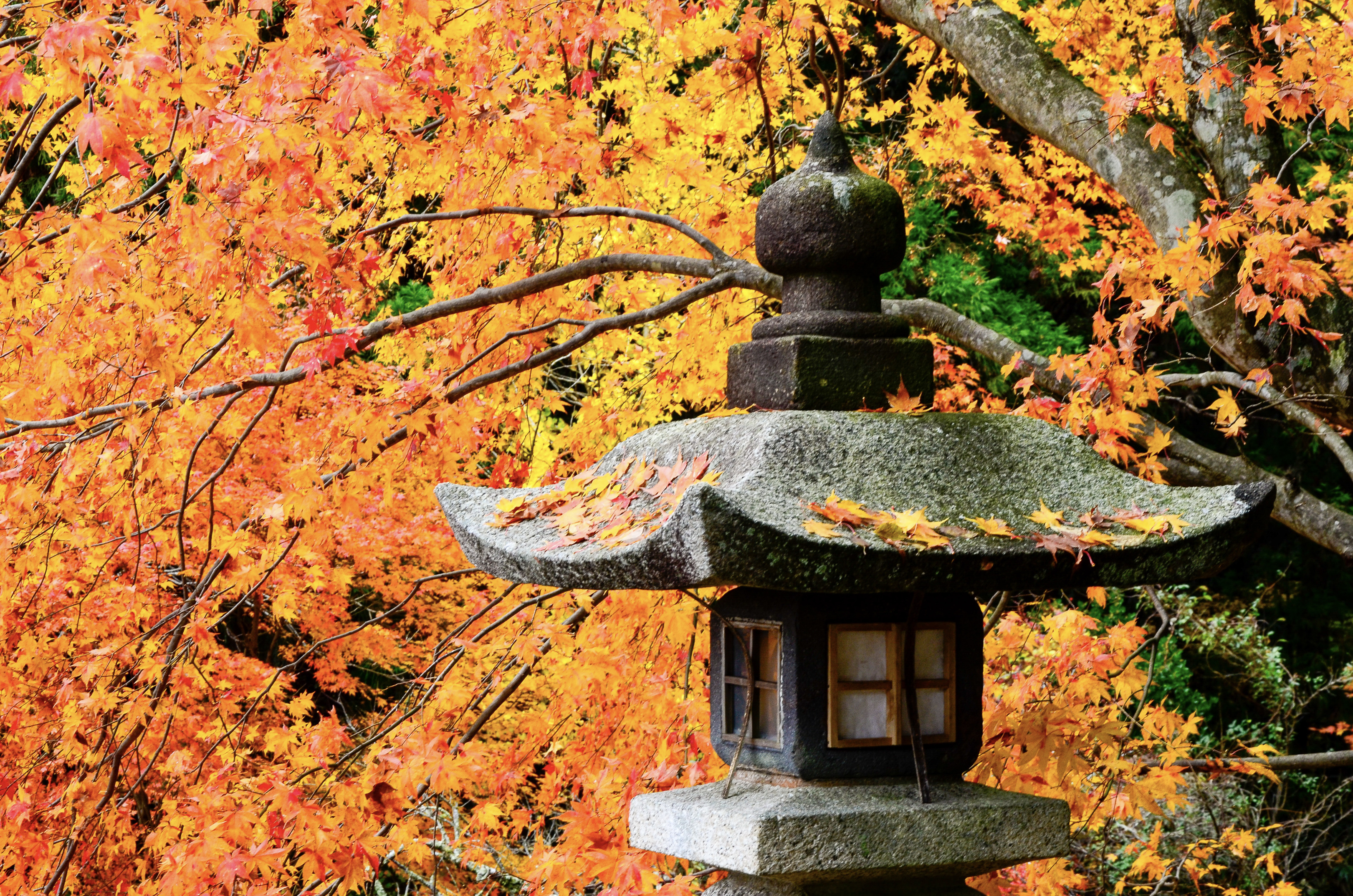 Le Japon, aux quatre saisons