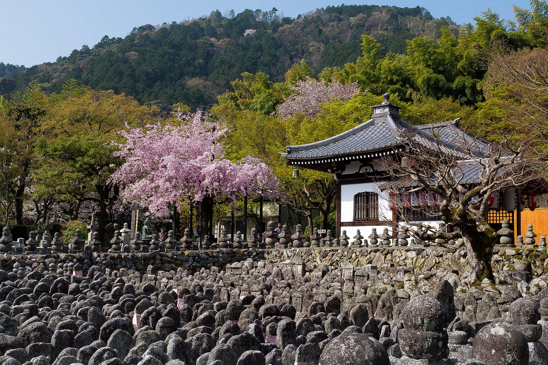 Kyoto Sakura