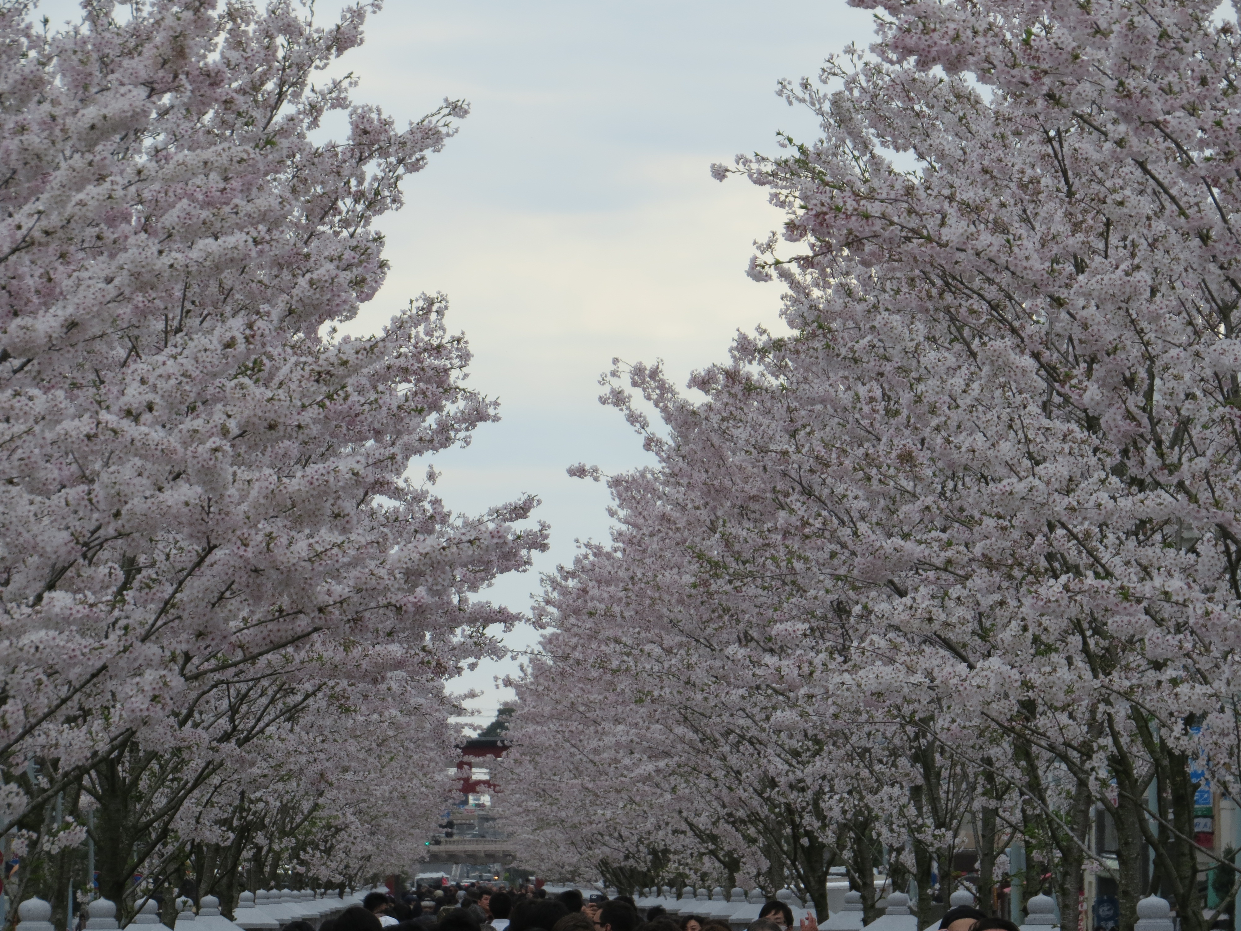 Kamakura, les cerisiers en fleurs - Pépites du Japon