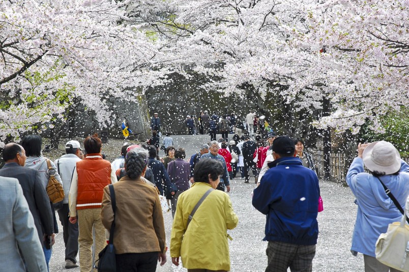 Mont Fuji et Sakura