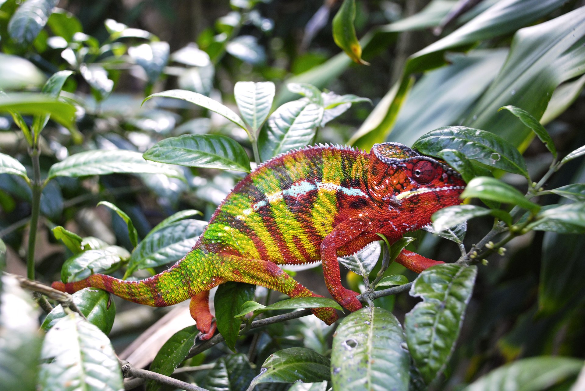 Voyage madagascar tirawa caméleon nature