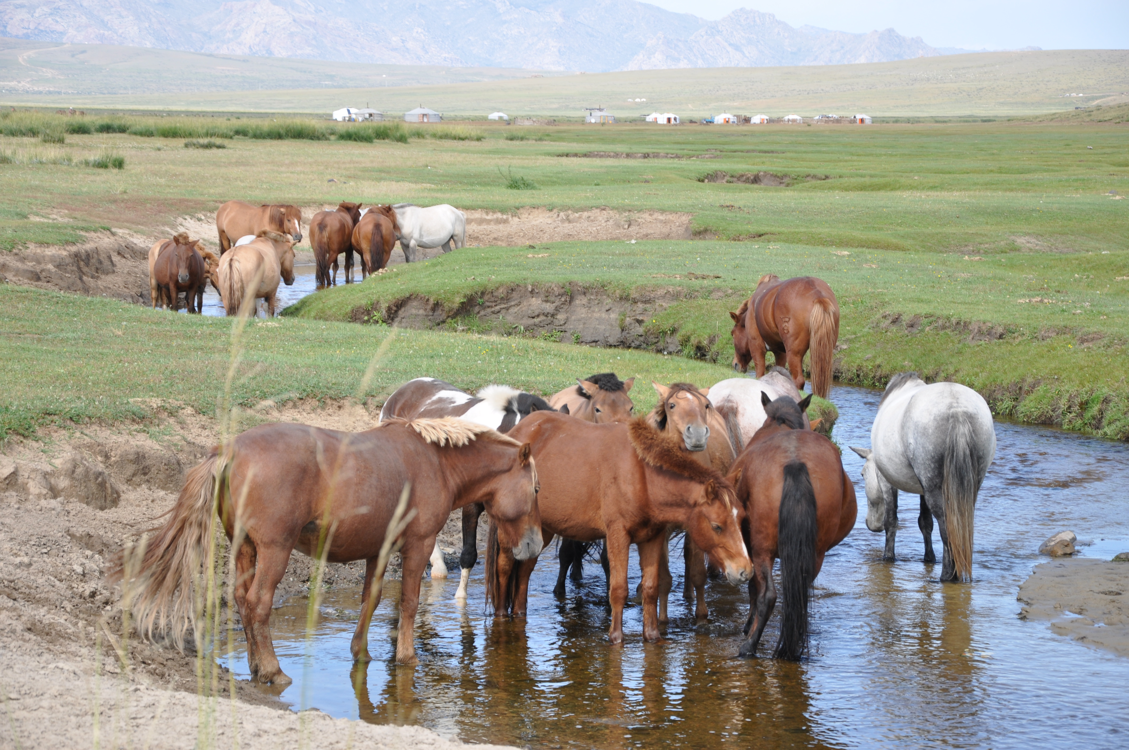 Immersion chez les Mongols - Claire Tissot 