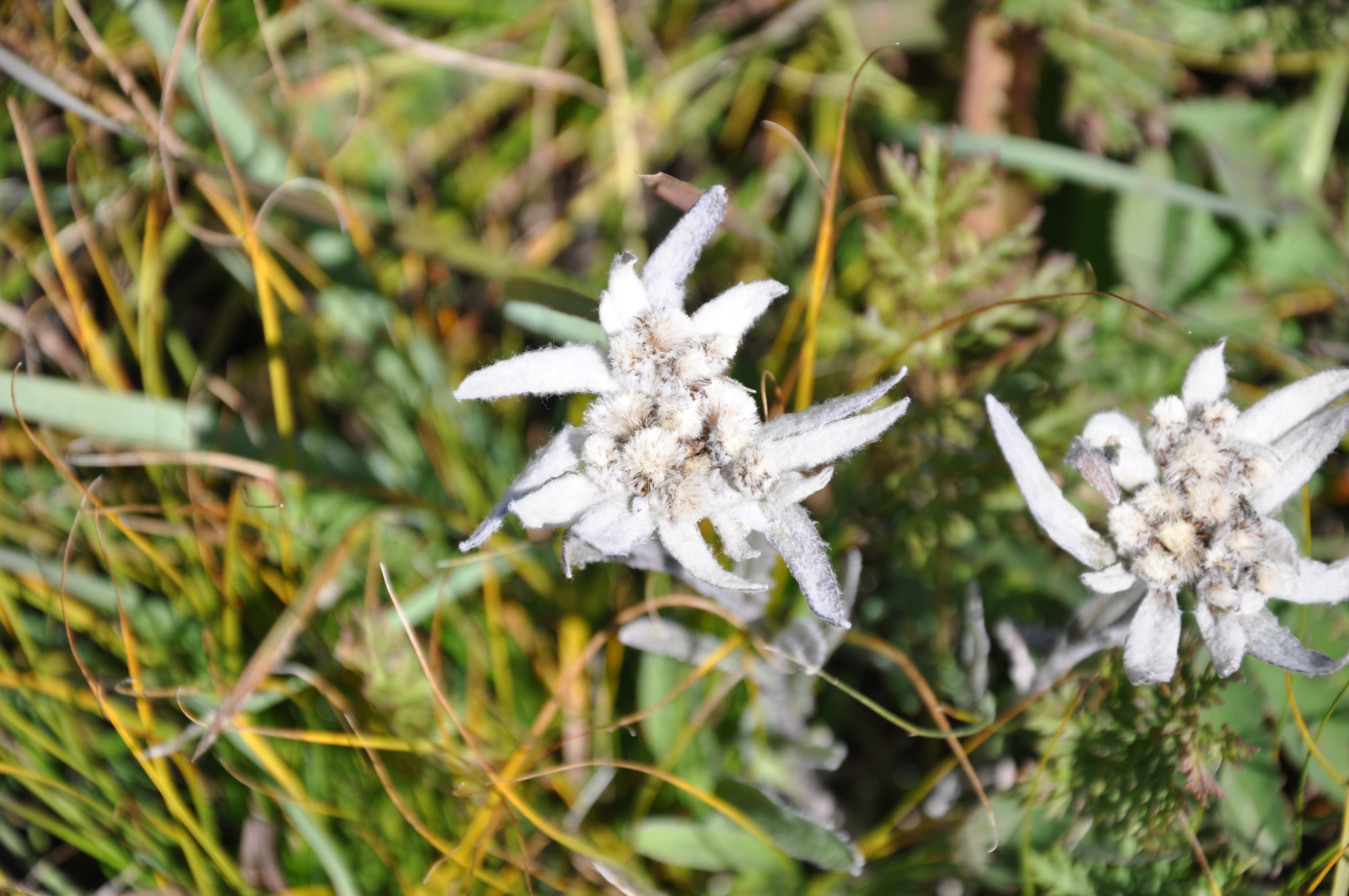 Edelweiss Mongolie - Claire Tissot 