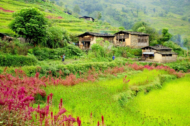 Campagne népalaise