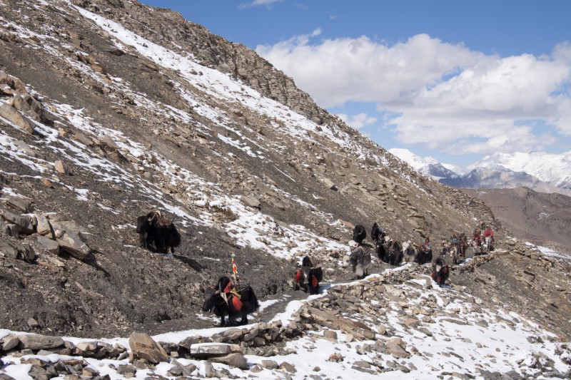 Caravane de Yacks au Dolpo