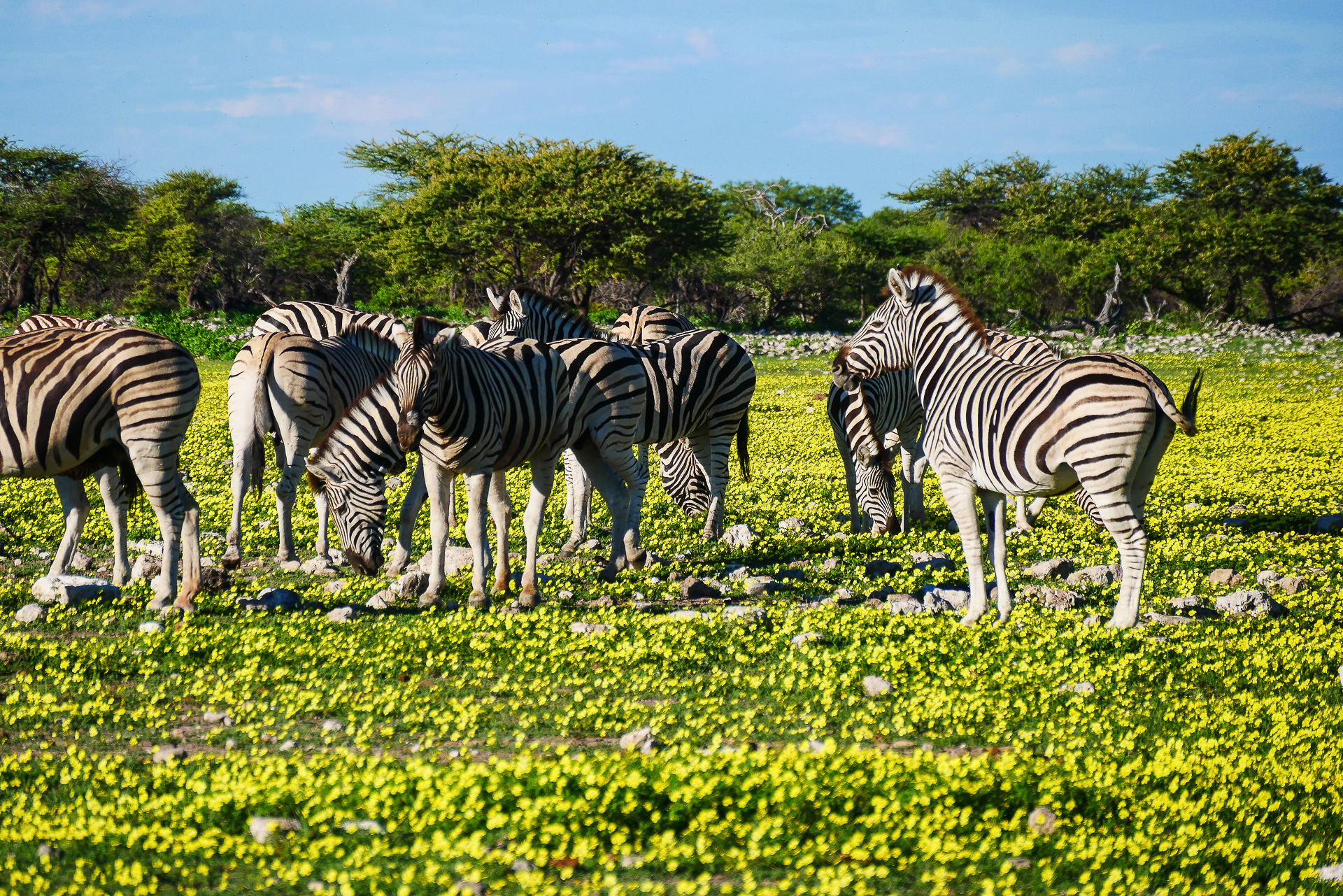 zébres parc d'Etosha namibie