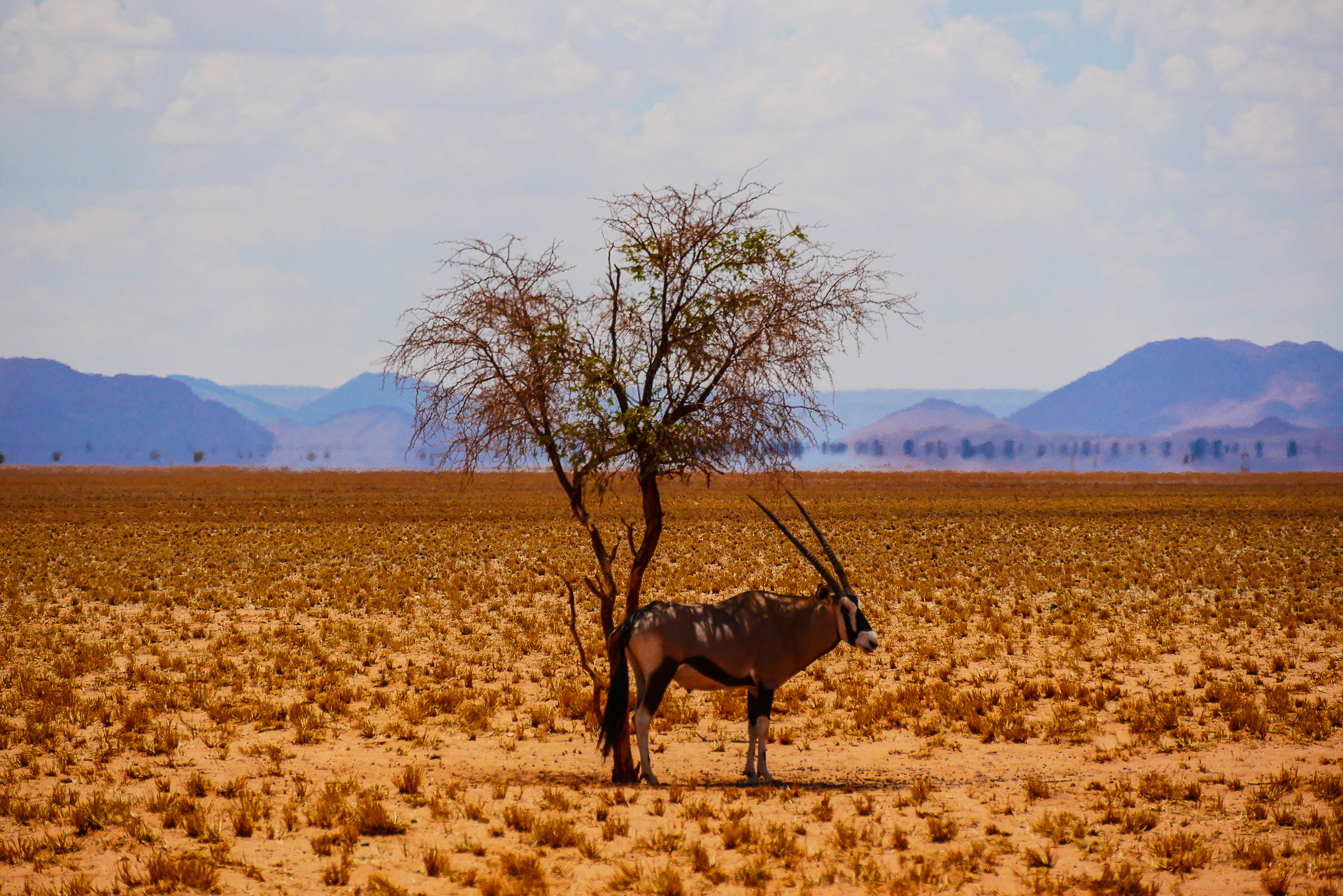 Oryx Namibie