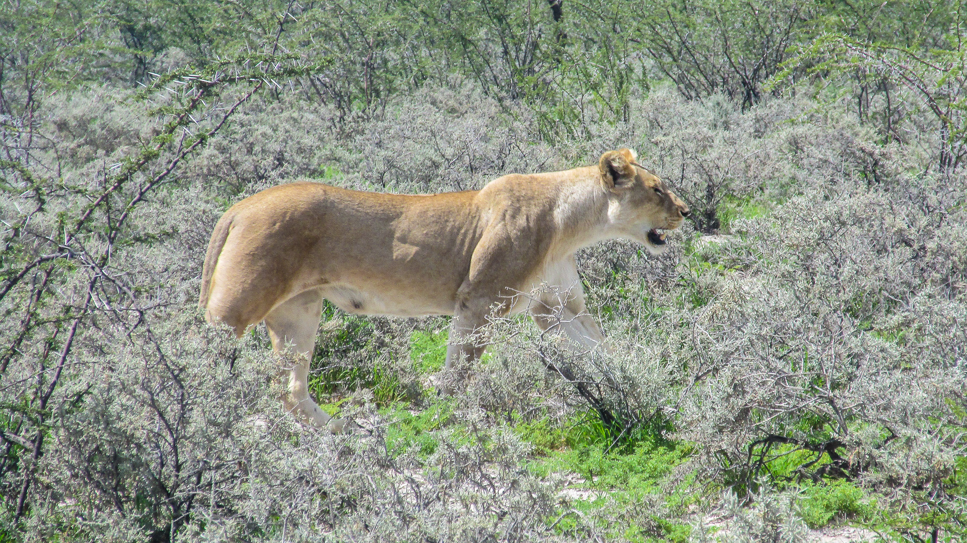 lion parc Etosha Namibie