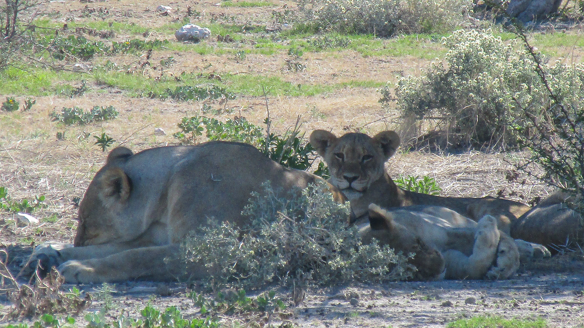 lionne et lionceau parc d'etosha Namibie