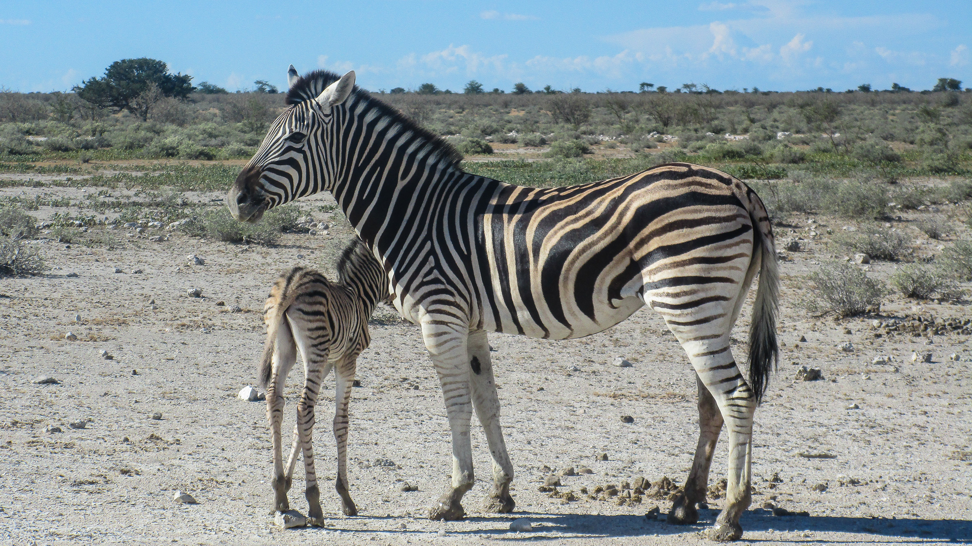 bebe zebre parc d'etosha Namibie