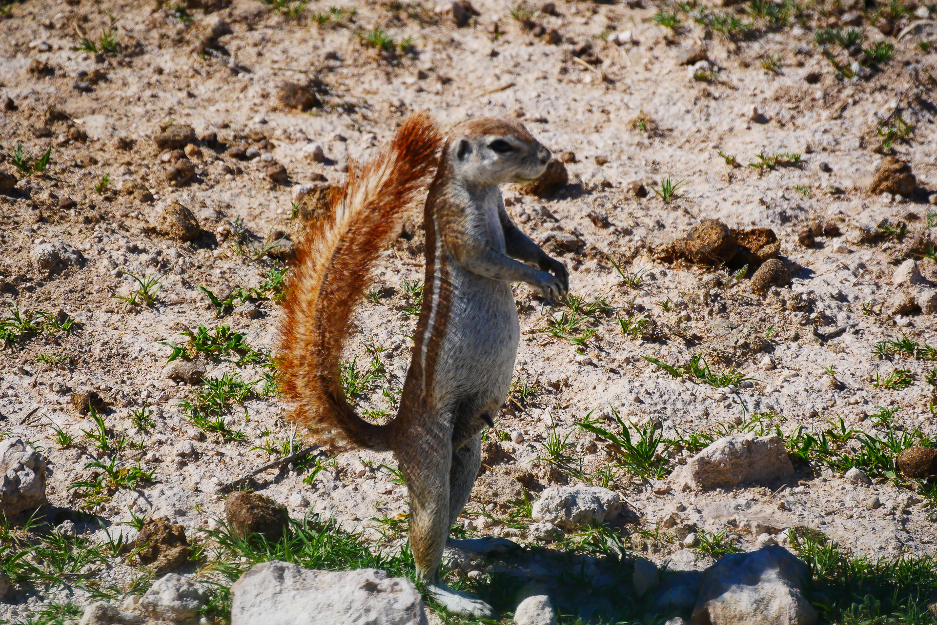 Écureuil fouisseur du cap parc d etosha namibie