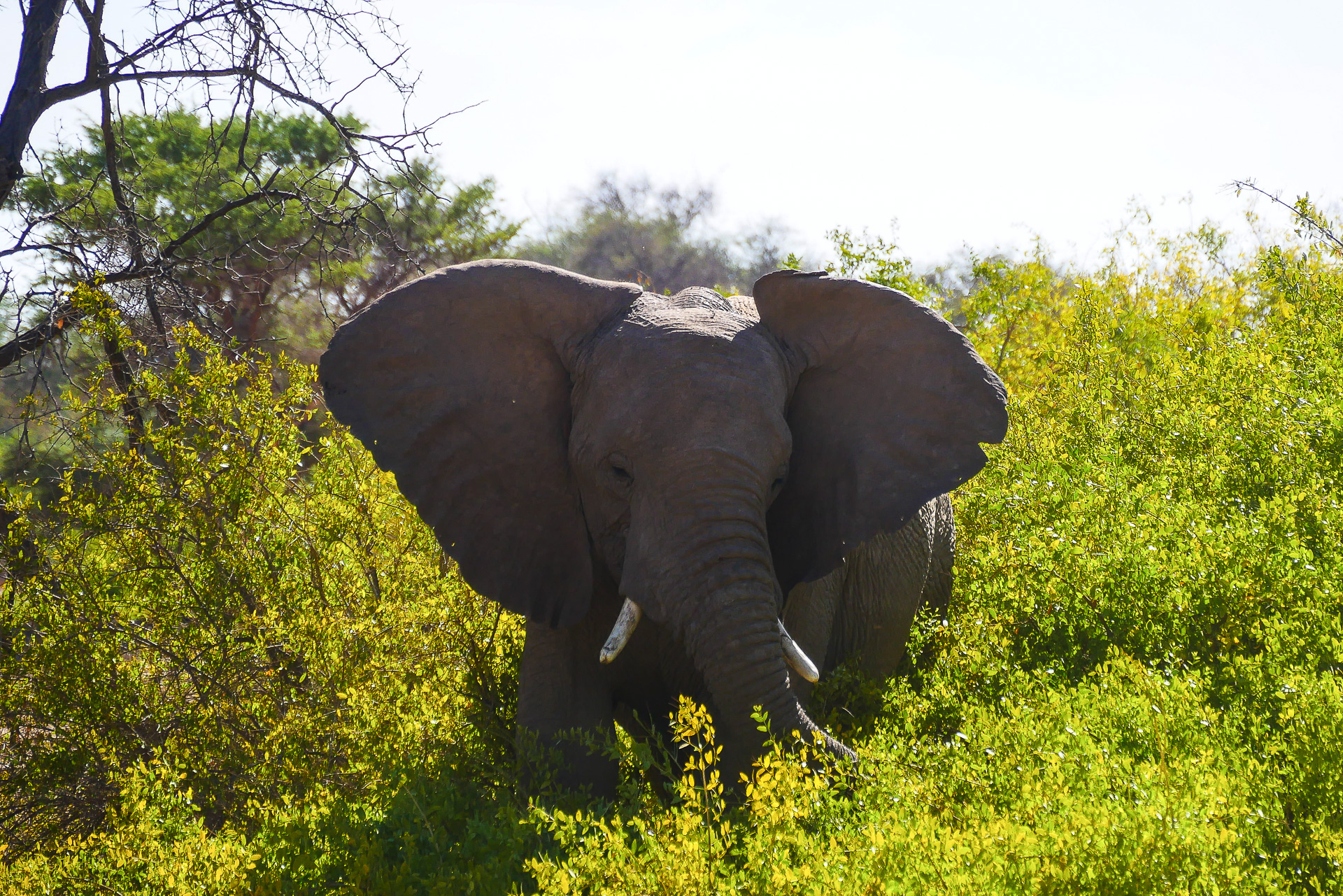  éléphants du desert Namibie