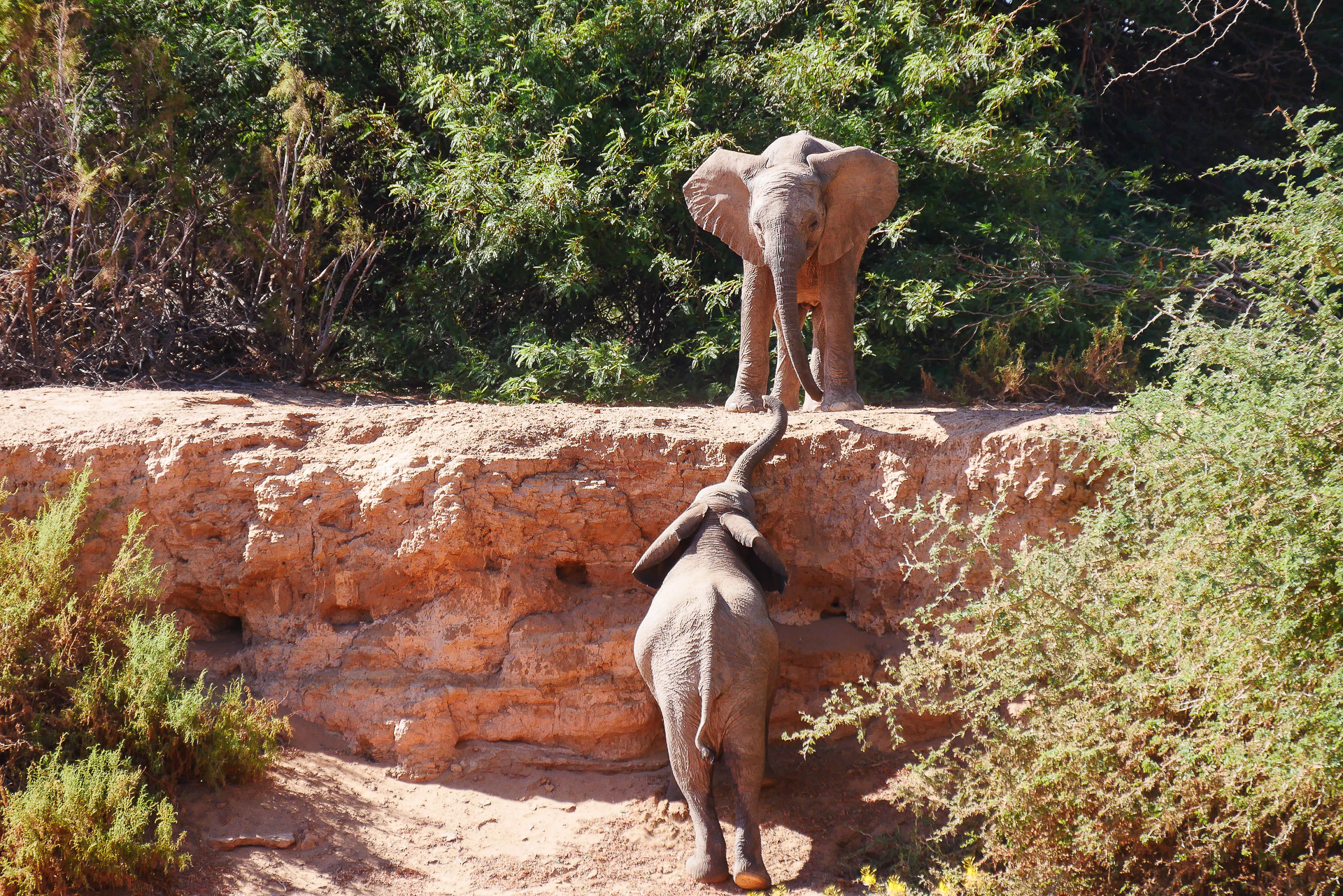 bebe  éléphants du desert Namibie