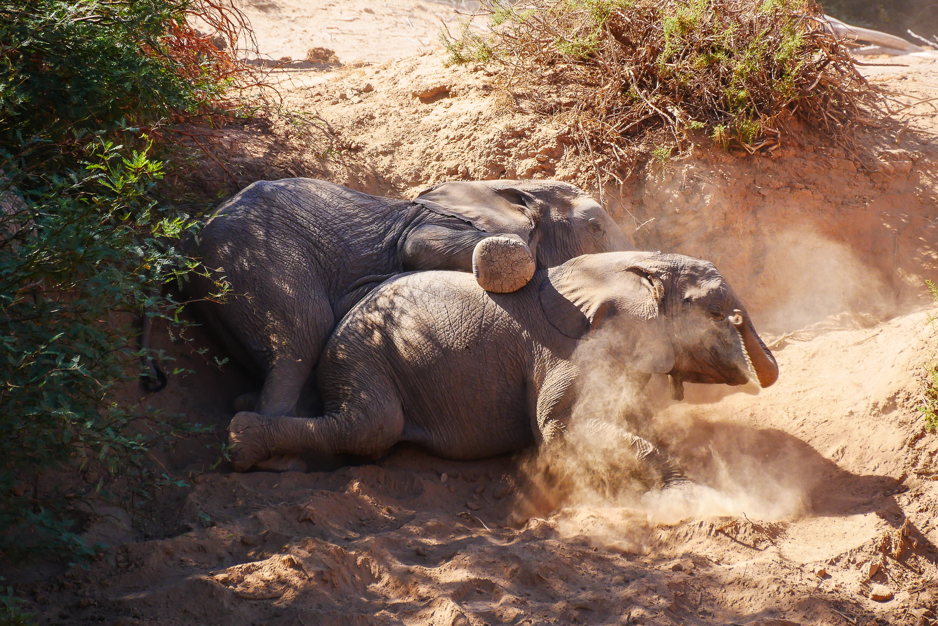Eléphanteaux du desert Namibie