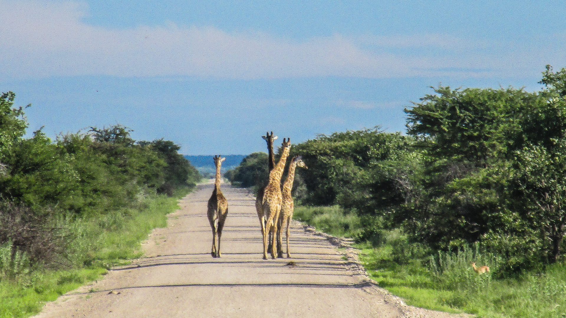 Girafe parc d'Etosha namibie