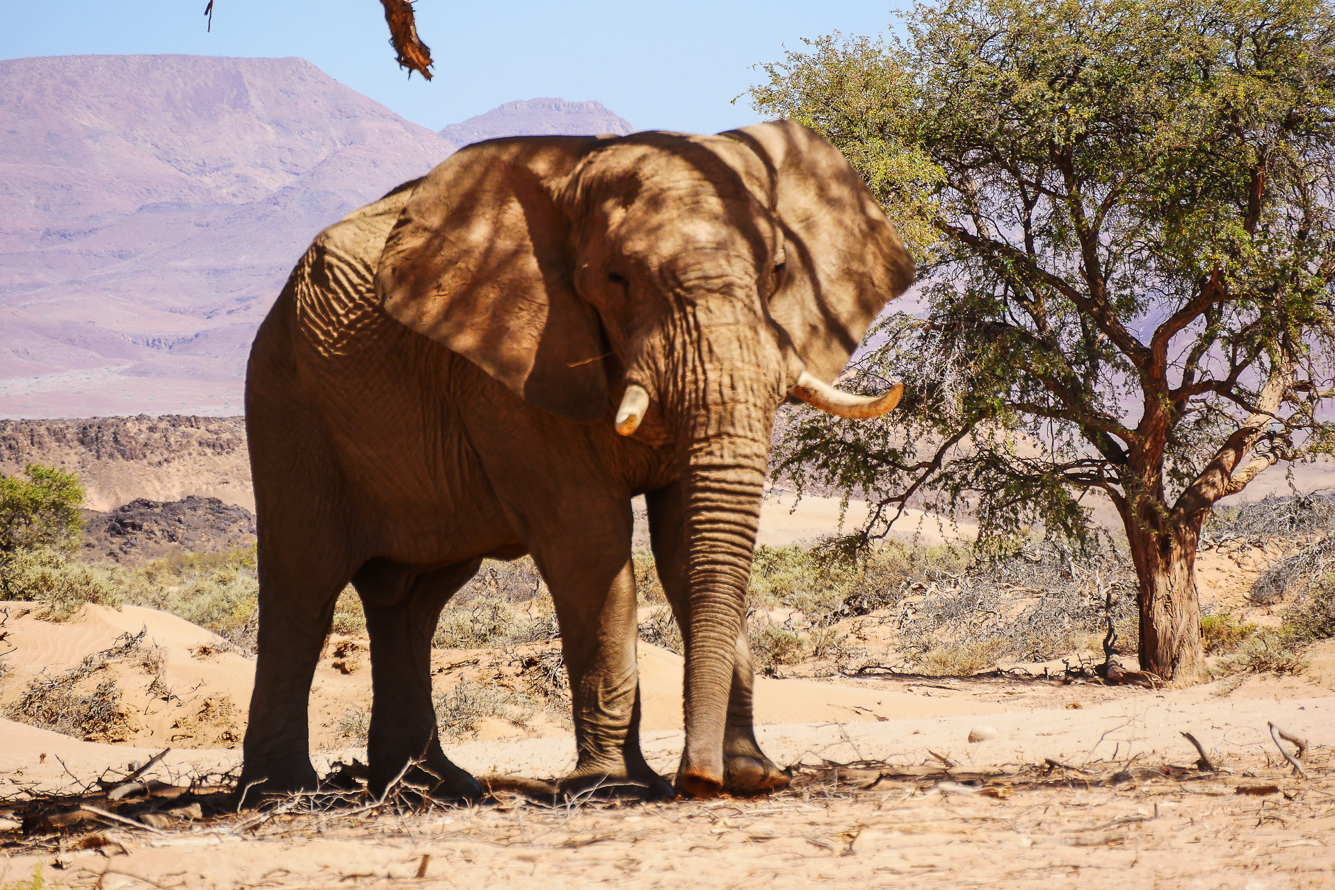 éléphant du désert namibie